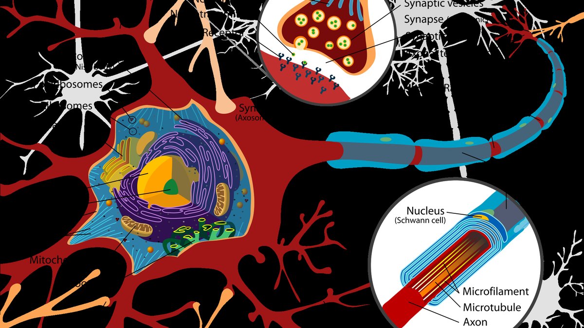A labelled nerve-cell (neuron) diagram — the body's classic bioelectric messenger, showing soma, axon and synapse; a DNA and bioelectricity feature by Panacea Bio Chem and Bogdan Dicoias